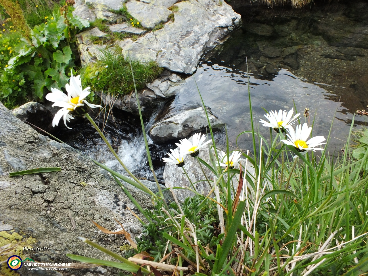 67 margherite d'Alpe....JPG
